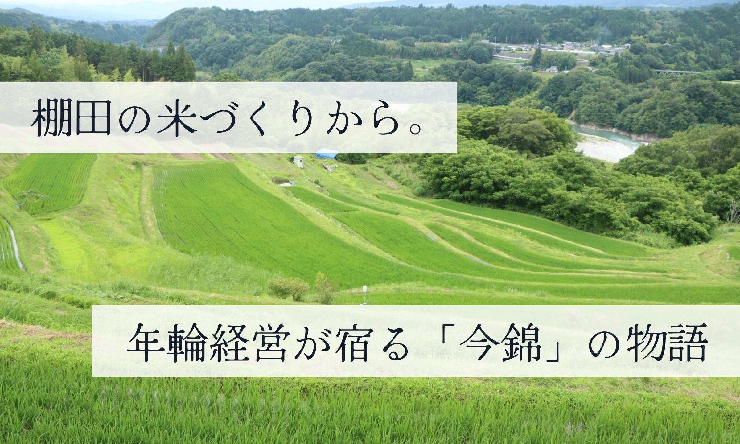 棚田の米づくりから。年輪経営が宿る日本酒「今錦」の物語
