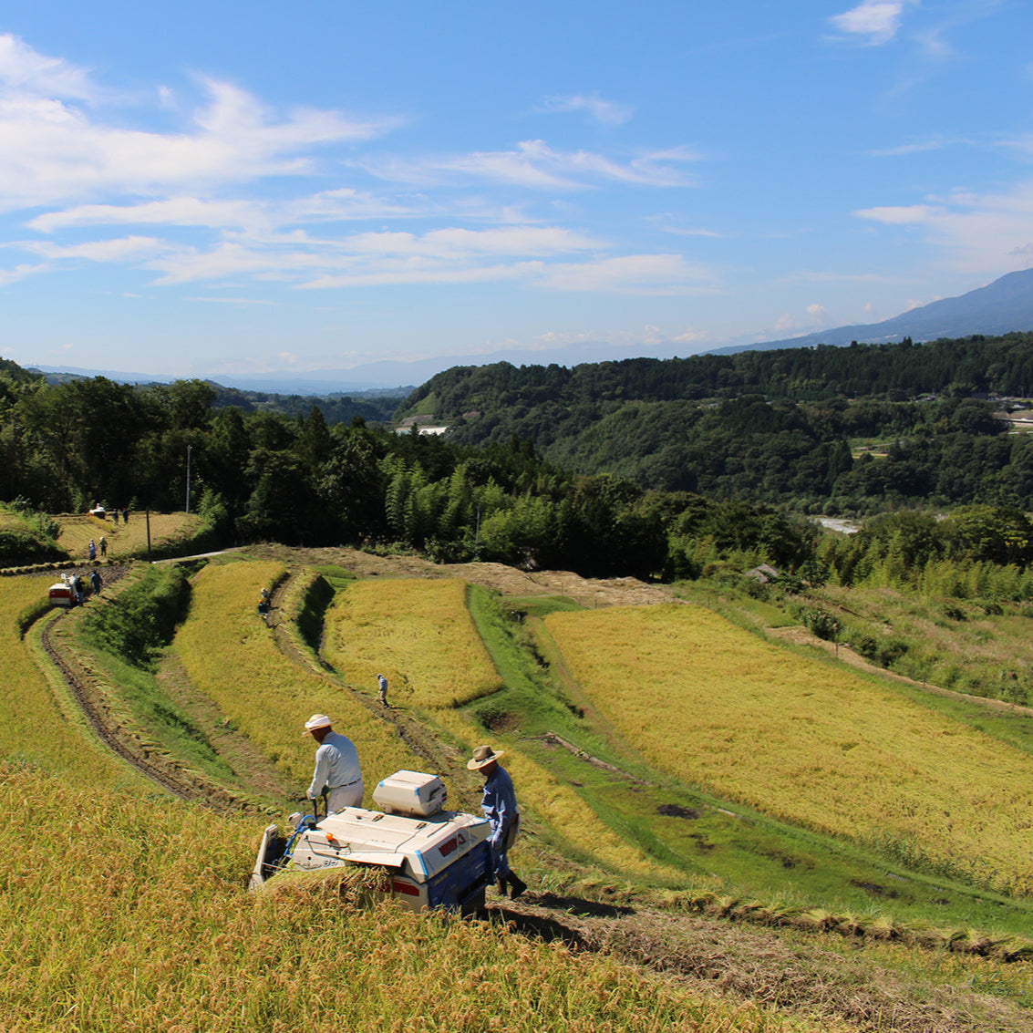 今錦(いまにしき) おたまじゃくし 特別純米 ひやおろし 720ml