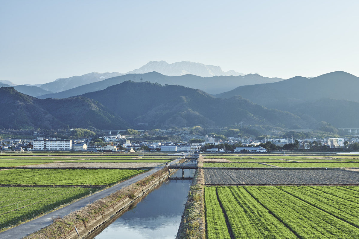 石鎚 特別純米 ひやおろし 1800ml