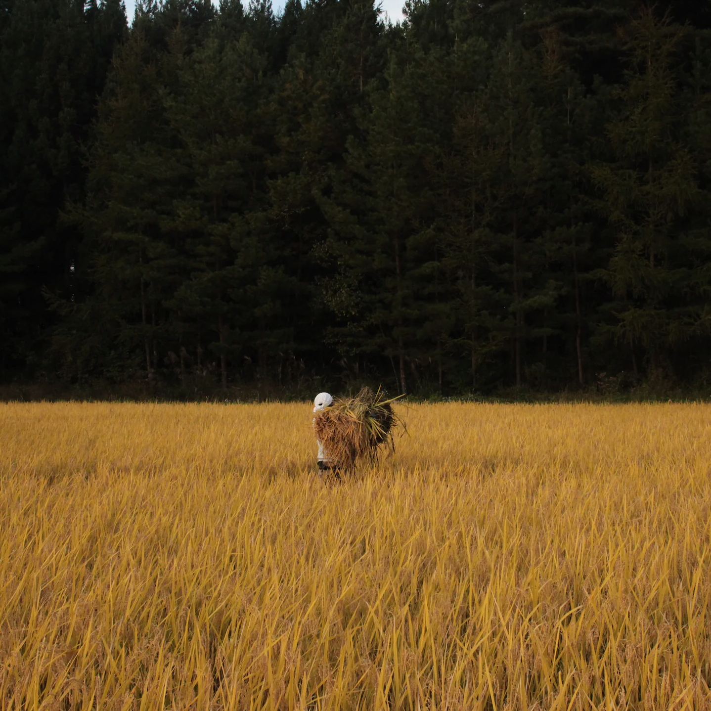 どぶろく速醸火入れ 500ml