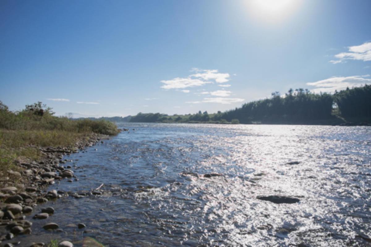 津島屋外伝 49才の桜 純米大吟醸 生 720ml | つしまやがいでん 49さい