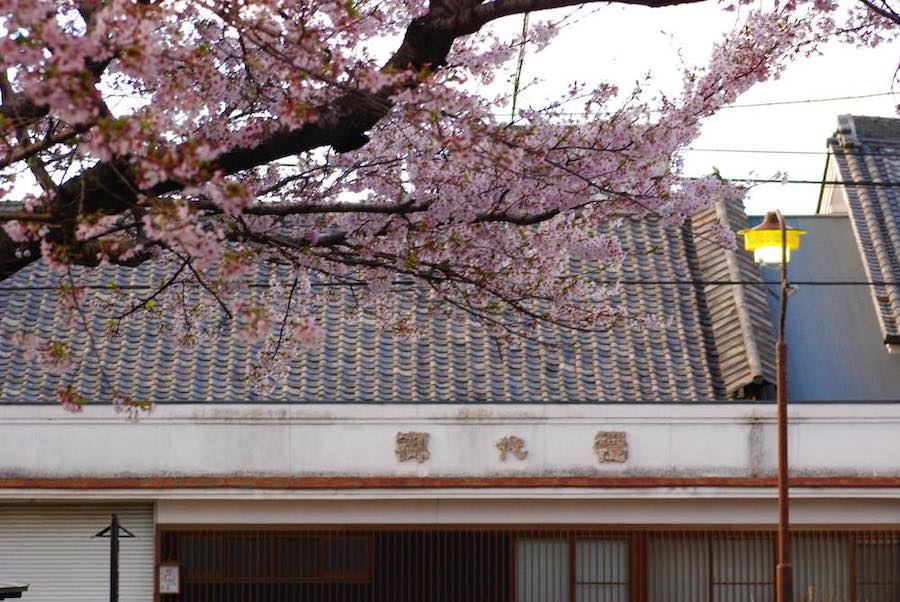 津島屋外伝 49才の桜 純米大吟醸  生 1800ml