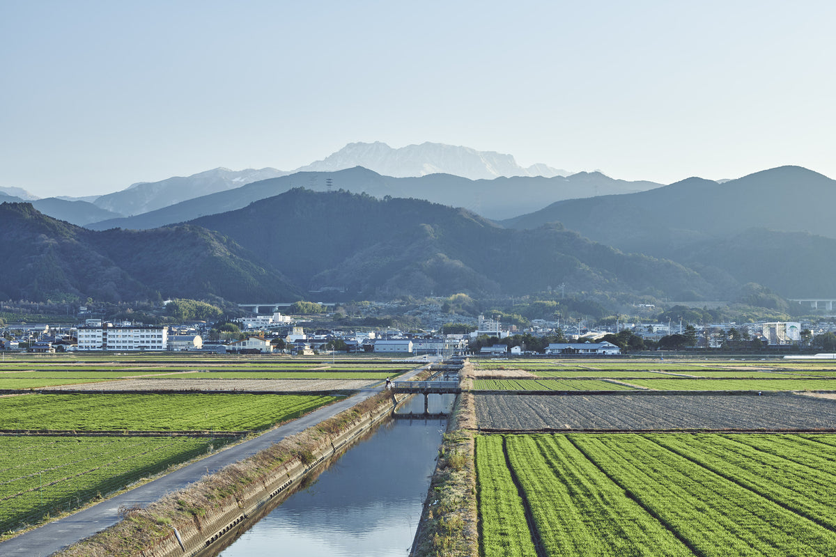 石鎚 真精大吟醸 無濾過原酒 袋吊りしずく酒 720ml