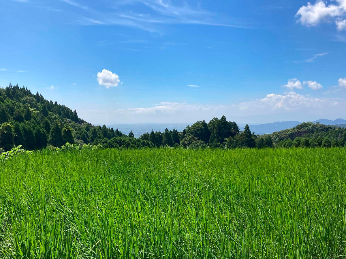 【予約】七田 純米吟醸 江里山 棚田米 720ml 【9月21日ごろ発送開始】