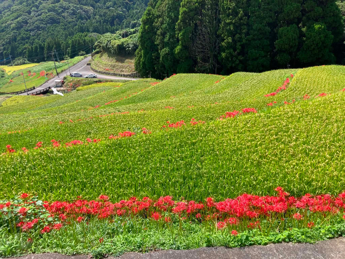 【予約】七田 純米吟醸 江里山 棚田米 720ml 【9月21日ごろ発送開始】