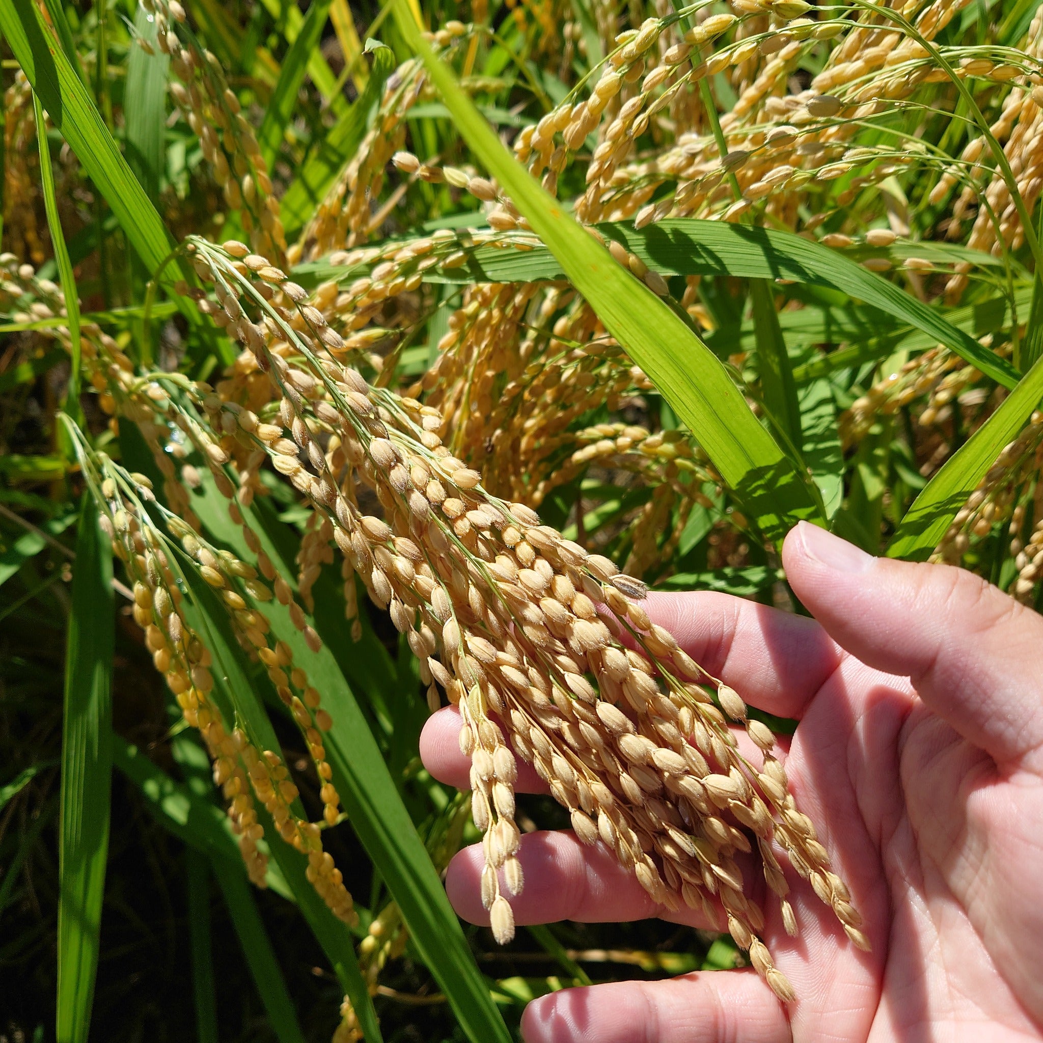 巻機(まきはた) RAIMEI 無濾過生 1800ml（高千代） | まきはた らい